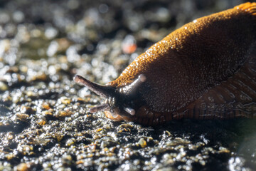 Brown spanish slug hurrying over asphalt.