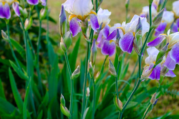 Irises flowers on a blurred background. White with purple iris flowers bloom in nature. Iris orchid for poster, calendar, post, screensaver, banner, cover, website, copy space for your design or text