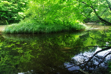 reflection river water nature forest landscape tree stream tree green lake summertime go fly park tree trees plant