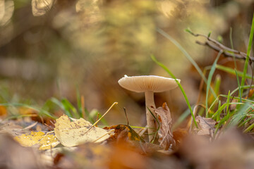 Hygrophorus hypothejus herald of the winter mushroom at fall in a forest.