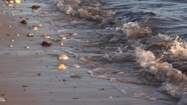 Kiesel an einem Strand