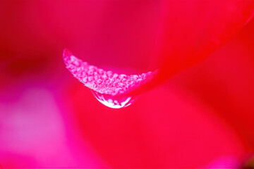 close up of a flower with rain drops