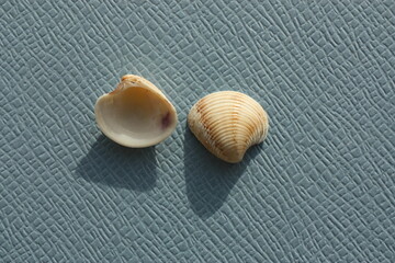 Seashell of bivalve mollusc striped venus or chicken venus (Chamelea gallina) on a blue background....