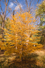 Colorful foliage in the autumn