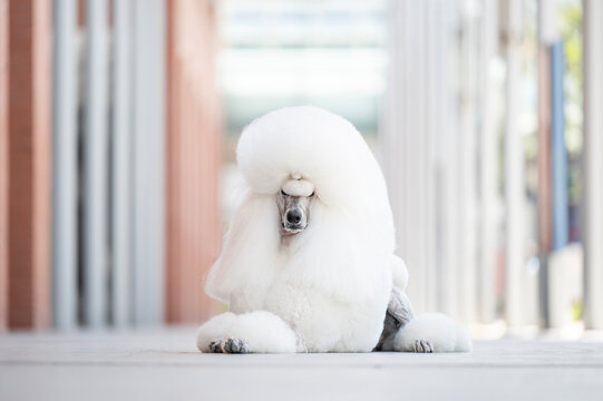 Poodle

