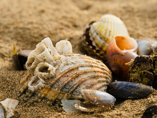 bunch of shell in the sand