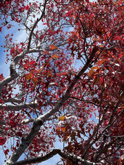 red maple leaves with blue sky
