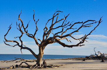 Dead Oak Tree on Beach