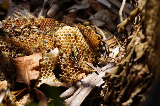 Wild honey bees (Apis) at work, in a comb that has fallen from a tree. Locality: National Park of Ceará, Brazil.