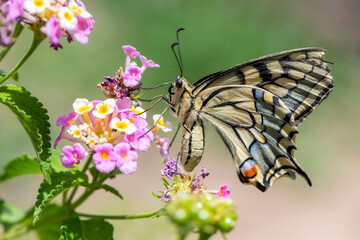 Butterfly on a flower macro