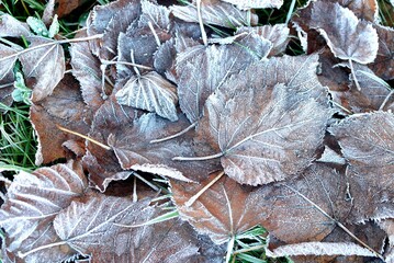 The first autumn frosts, leaves.