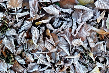 The first autumn frosts, leaves.