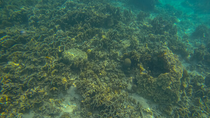 Panoramic scene under water and coral and blue background