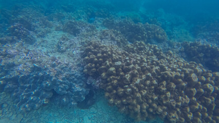 Panoramic scene under water, coral and blue background