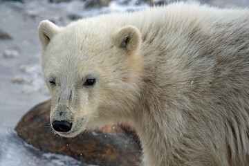 winking polar bear cub