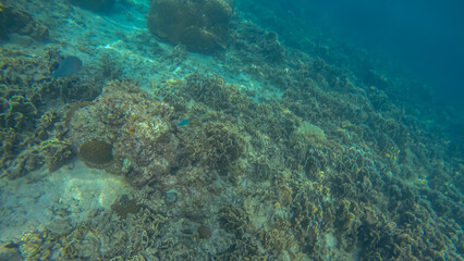 Fototapeta na wymiar Panoramic scene under water and coral and blue background