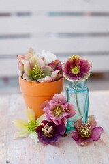 floral composition with rustical blue bottle with beautiful variete of pink and white hellebore on wooden table