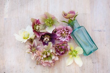floral composition with rustical blue bottle with beautiful variete of pink and white hellebore on...