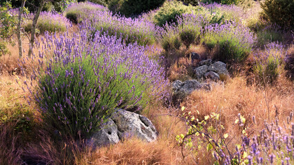 Close-up on mountain lavender on Hvar island in Croatia. Lavender oil is used in aromatherapy, perfume ingredient. Orange purple natural background.