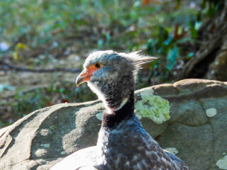 A crested screamer having a bad feather day