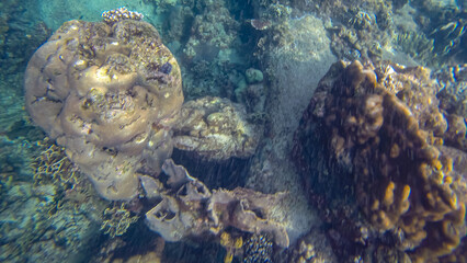 Panoramic scene under water and coral and blue background