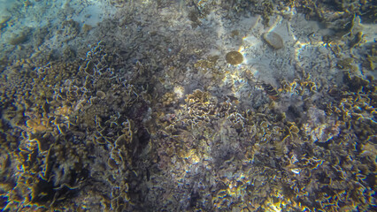 Panoramic scene under water and coral and blue background