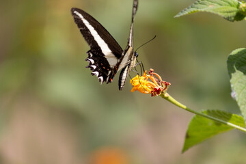Photograph of a beautiful butterfly resting.
