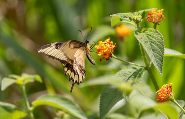 Photograph of a beautiful butterfly resting.	
