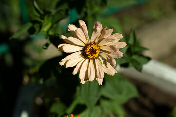 Flowers in park. Beautiful plant. Summer flowering.
