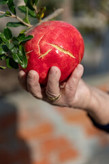Pomegranate tree Punica granatum