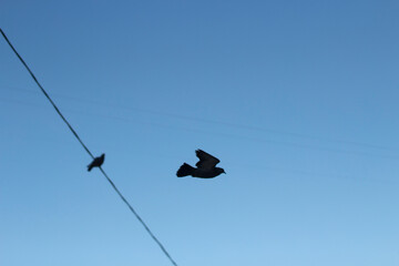Pigeons against blue sky. Birds in city. Flight of pigeons.
