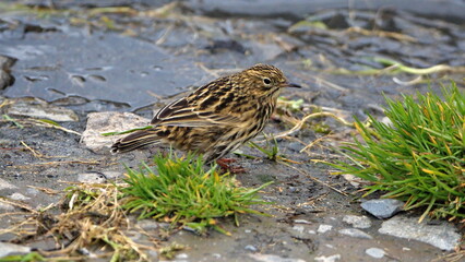 South Georgia pipit (Anthus antarcticus) at the old whaling station at Stromness, South Georgia Island