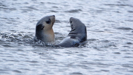 Fototapeta premium Antarctic fur seals (Arctocephalus gazella) in the bay at the old whaling station at Stromness, South Georgia Island