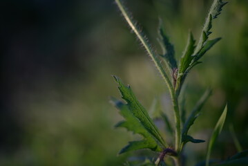 
bright scarlet poppy on a green background in a natural place, red poppy flower, japanese minimalist natural nature background poppy bud, poppy stem