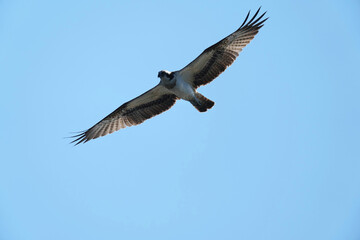 osprey is hunting a fish