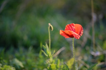 
bright scarlet poppy on a green background in a natural place, red poppy flower, japanese minimalist natural nature background poppy bud, poppy stem