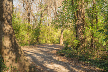 Path in the woods. Trees with bright green leaves surround the scene. Sunlight streams down onto the trees and ground.