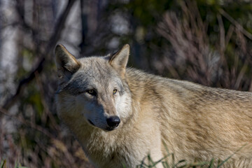 Obraz premium A North American wolf (Canis lupus)