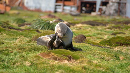 Antarctic fur seal (Arctocephalus gazella) in the grass at the old whaling station at Stromness, South Georgia Island