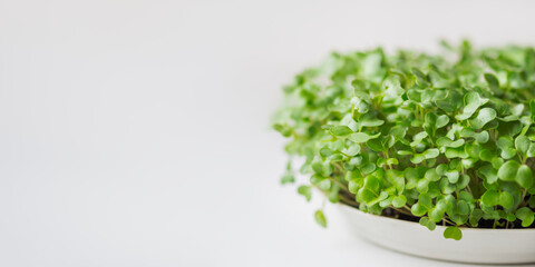 Horizontal banner with micro greens and copy space. Growing micro plants at home for health or vegan nutrition. Seed germination at home.