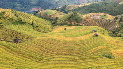 Rice fields on terraced prepare the harvest at Northwest Vietnam.