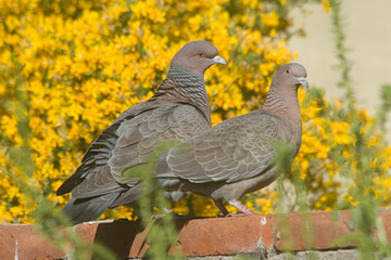 picazuro doves perched on a wall 