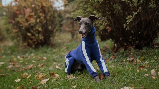 Dog breed Italian Greyhound in the park in a suit