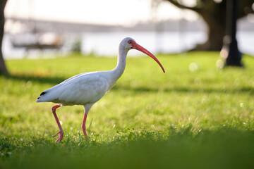 Obraz na płótnie Canvas White ibis wild bird, also known as great egret or heron walking on grass in town park in summer