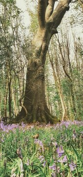 sunlit woods