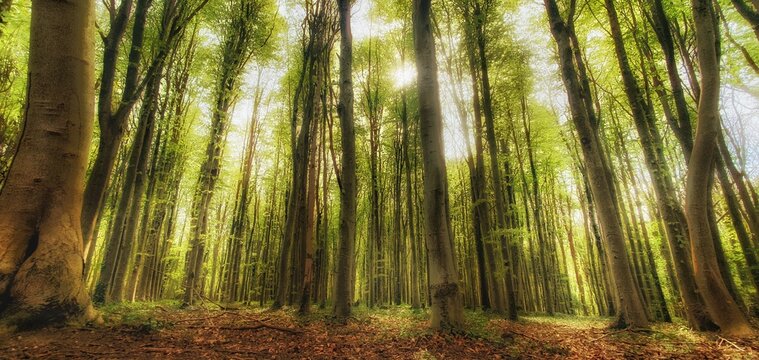 sunlit woods