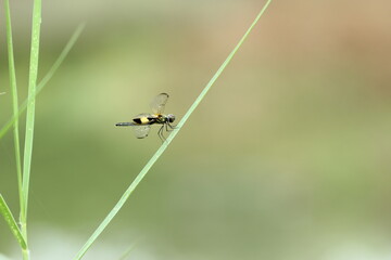 a dragonfly perched on a leaf of grass