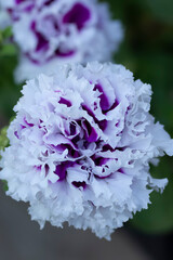 White and purple petunia Double piruet flower in the pot. © Saeedatun