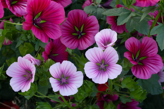 Vibrant pink lavatera bloom with leaves in the garden.