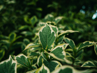 green leaves on a tree